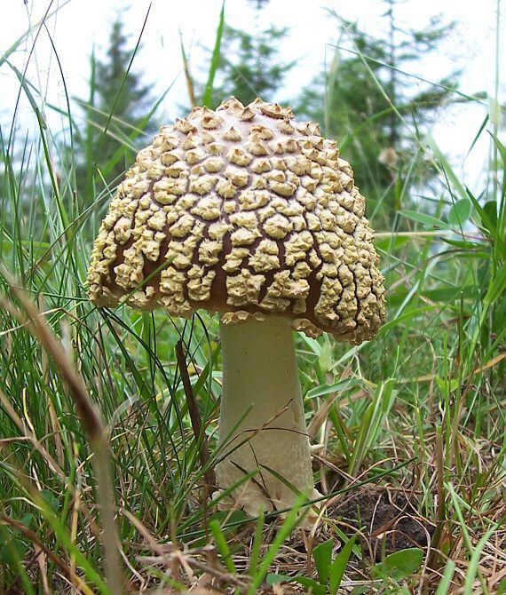 muchotrávka kráľovská Amanita regalis (Fr.) Michael