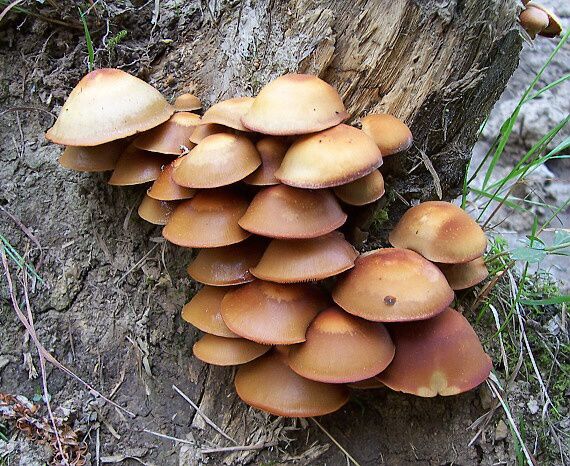 šupinovka menlivá Kuehneromyces mutabilis (Schaeff.) Singer & A.H. Sm.