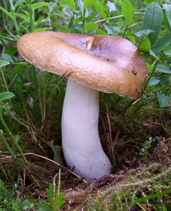 plávka Russula sp.