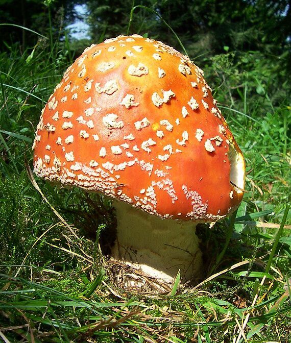 muchotrávka červená Amanita muscaria (L.) Lam.