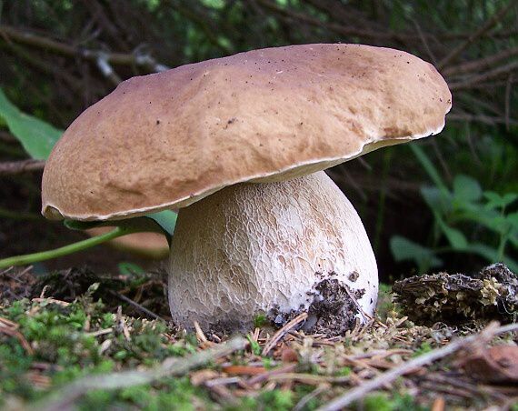 hríb smrekový Boletus edulis Bull.