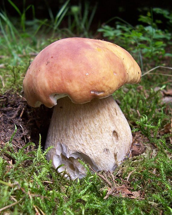 hríb smrekový Boletus edulis Bull.