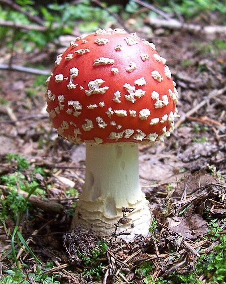 muchotrávka červená Amanita muscaria (L.) Lam.