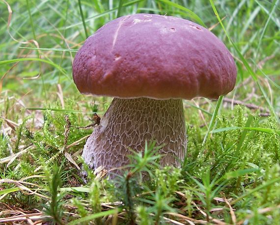 hríb sosnový Boletus pinophilus Pil. et Dermek in Pil.