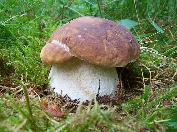 hríb smrekový Boletus edulis Bull.