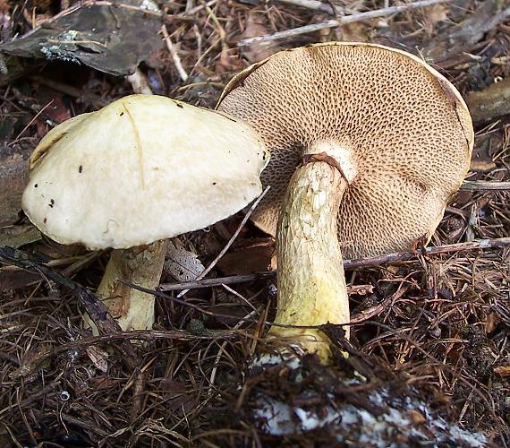 masliak lepkavý Suillus viscidus (L.) Roussel