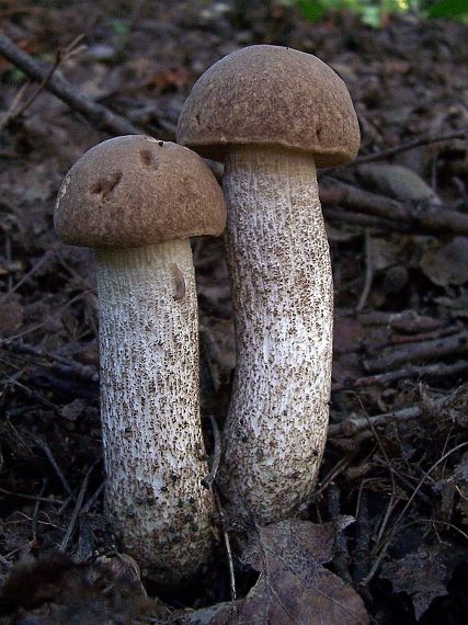 kozák brezový Leccinum scabrum (Bull.) Gray