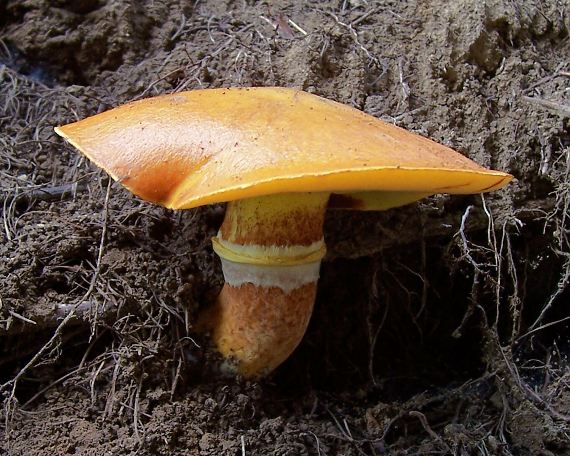 masliak smrekovcový Suillus grevillei (Klotzsch) Singer