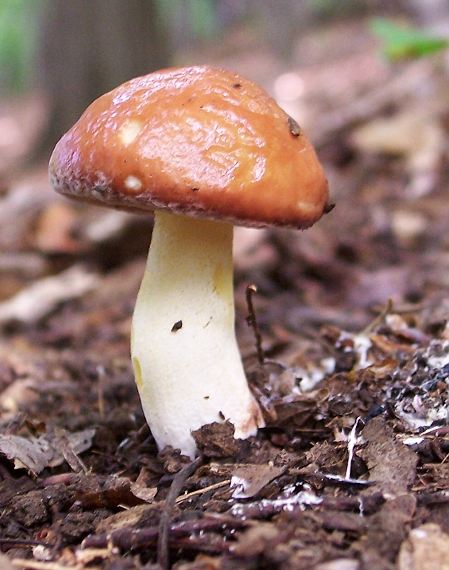 masliak zrnitý Suillus granulatus (L.) Roussel