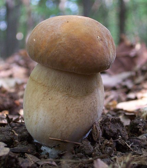 hríb dubový Boletus reticulatus Schaeff.