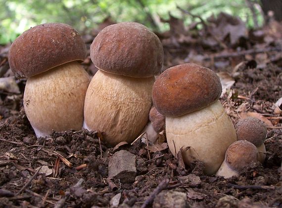 hríb dubový Boletus reticulatus Schaeff.