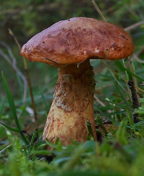 masliak tridentský Suillus tridentinus (Bres.) Singer