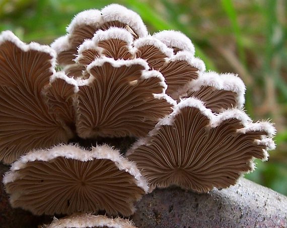 klanolupeňovka obyčajná Schizophyllum commune Fr.