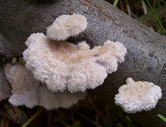 klanolupeňovka obyčajná Schizophyllum commune Fr.