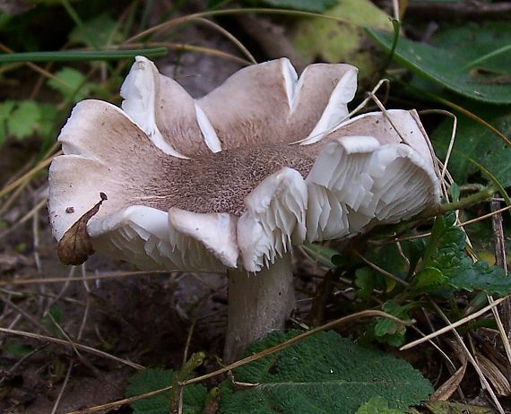 čírovka_? Tricholoma_?