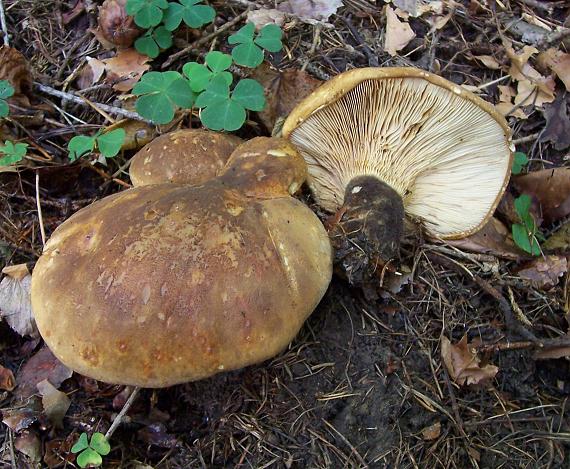 čechračka tmavohlúbiková Tapinella atrotomentosa (Batsch) Šutara