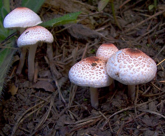 bedlička páchnúca Lepiota cristata Barla