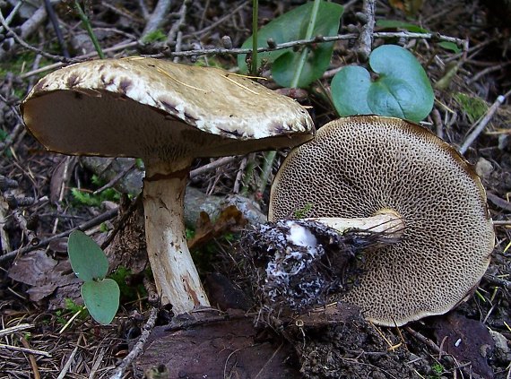 masliak lepkavý Suillus viscidus (L.) Roussel