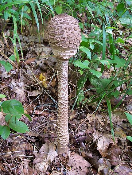 bedľa vysoká Macrolepiota procera (Scop.) Singer