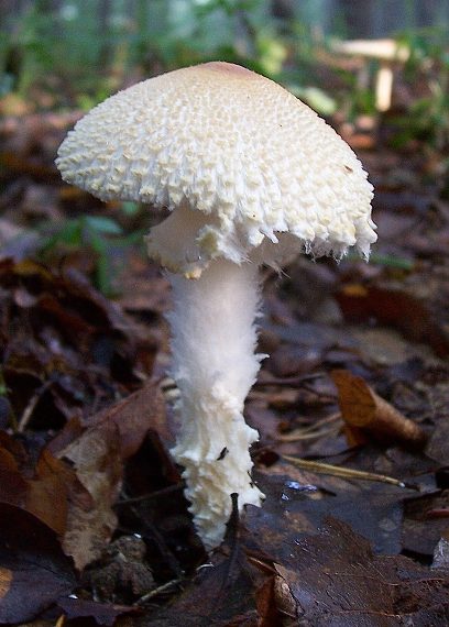 bedlička vlnatá Lepiota clypeolaria (Bull.) P. Kumm.