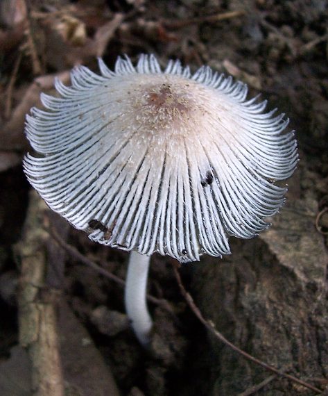 hnojník Coprinus sp.