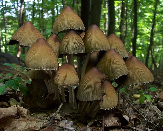 hnojník ligotavý Coprinellus micaceus (Bull.) Vilgalys, Hopple & Jacq. Johnson