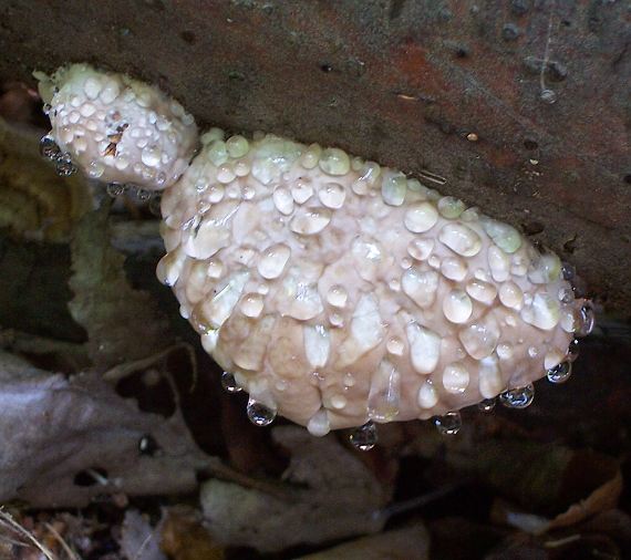 práchnovček pásikavý Fomitopsis pinicola (Sw.) P. Karst.