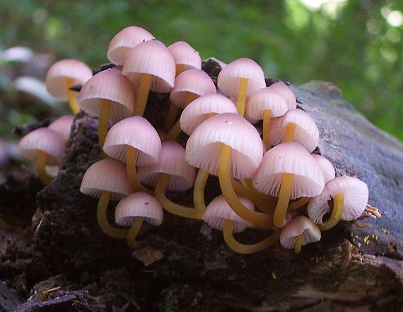 prilbička žltohlúbiková Mycena renati Quél.