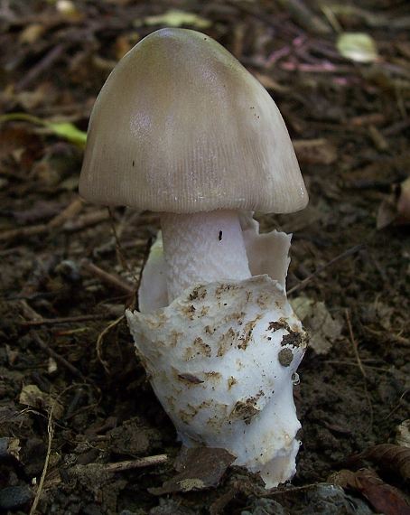 muchotrávka pošvatá Amanita vaginata (Bull.) Lam.