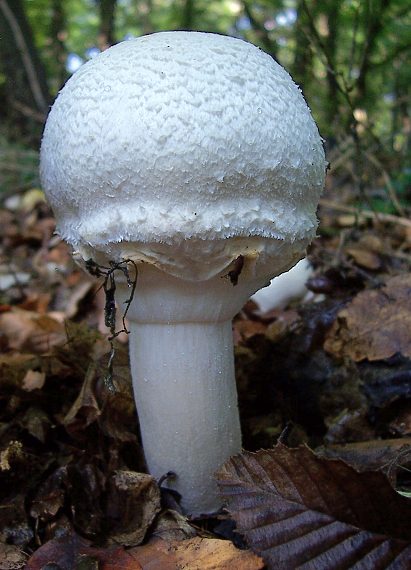 pečiarka Agaricus sp.