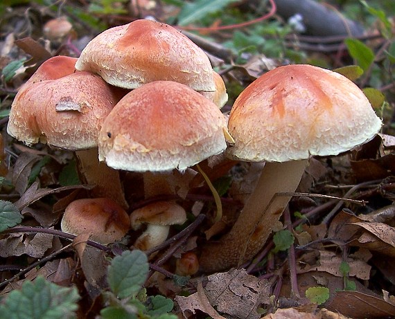 strapcovka tehlovočervená Hypholoma lateritium (Schaeff.) P. Kumm.