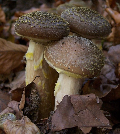 podpňovka Armillaria sp.