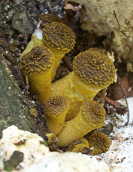 podpňovka žltá Armillaria gallica Marxm. & Romagn.