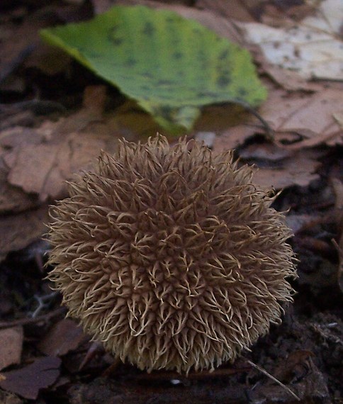 prášnica pichliačová Lycoperdon echinatum Pers.