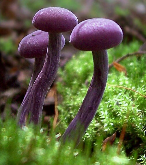 lakovka ametystová Laccaria amethystina (Huds.) Cooke