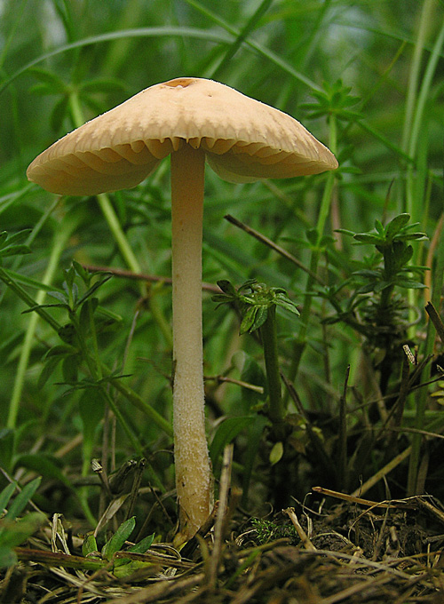 tanečnica poľná Marasmius oreades (Bolton) Fr.