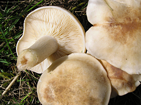 čírovnica májová Calocybe gambosa (Fr.) Donk