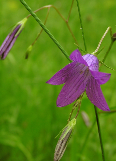 zvonček konáristý Campanula patula L.