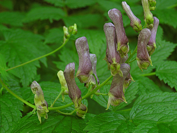 prilbica pestrá Aconitum variegatum L.