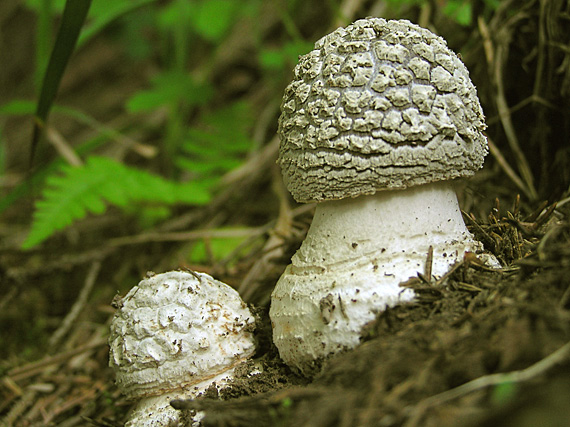 muchotrávka hrubá Amanita excelsa (Fr.) Bertill.