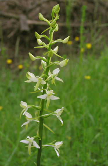 vemeník dvojlistý Platanthera bifolia (L.) Rich.