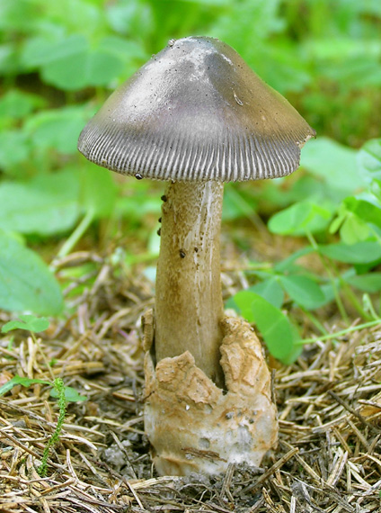 muchotrávka pošvatá Amanita vaginata (Bull.) Lam.