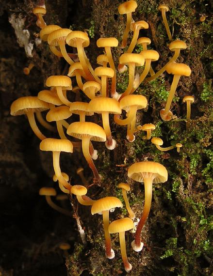 tanečnička zvončekovitá Xeromphalina campanella (Batsch) Maire