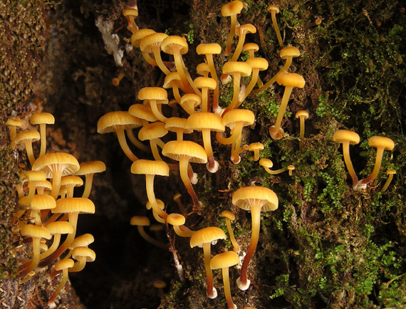 tanečnička zvončekovitá Xeromphalina campanella (Batsch) Maire