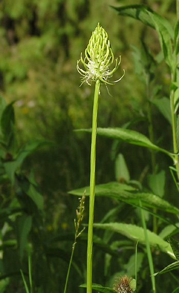 zvonovník klasnatý Phyteuma spicatum L.