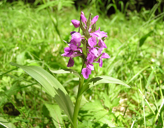 vstavačovec Dactylorhiza sp.