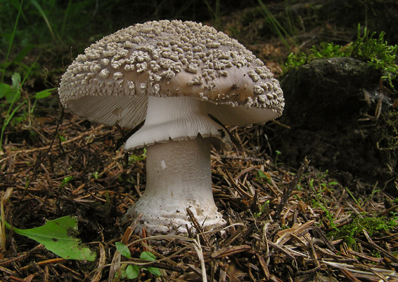 muchotrávka hrubá Amanita excelsa (Fr.) Bertill.