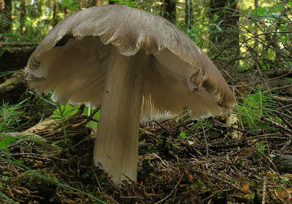 povraznica širokolupeňová Megacollybia platyphylla (Pers.) Kotl. & Pouzar