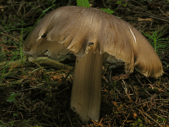 povraznica širokolupeňová Megacollybia platyphylla (Pers.) Kotl. & Pouzar