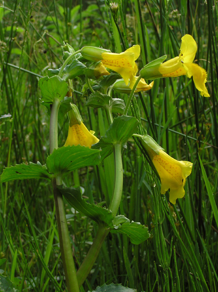 čarodejka škvrnitá Mimulus guttatus DC.